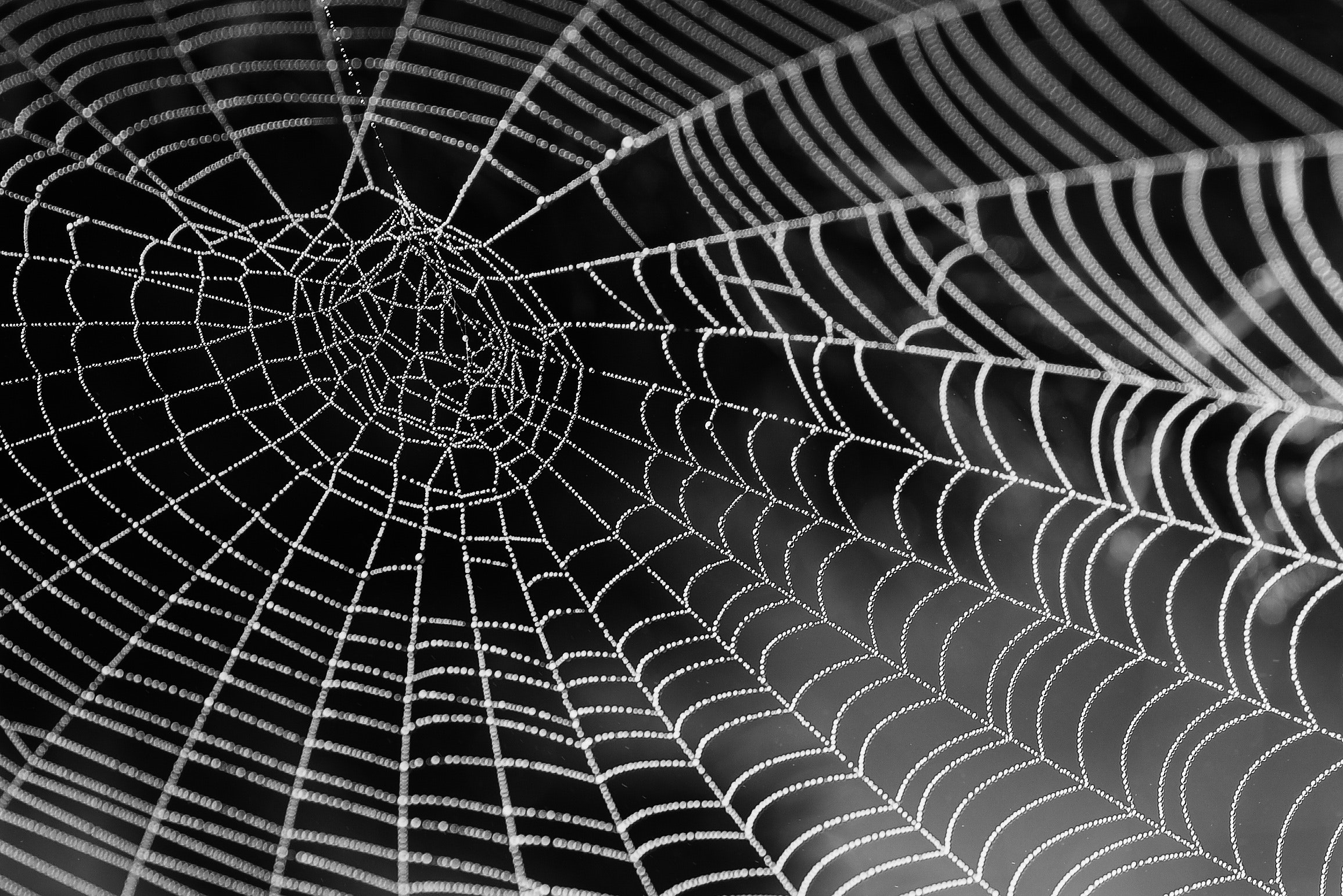 spider web networking with the world